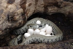 Woman Misled by AI Into Entering Snake Den
