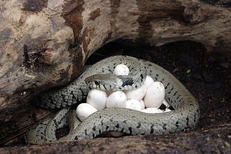 Woman Misled by AI Into Entering Snake Den
