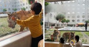 Zoo in Henan Introduces Tiger Viewing Hotel Rooms