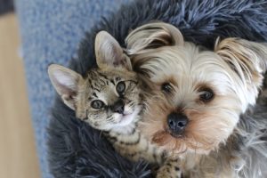 Cats vs Dogs - Which is More Popular in Asia?