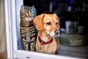 Chinese Startup Unveils Pet Translator with "95% Accuracy"