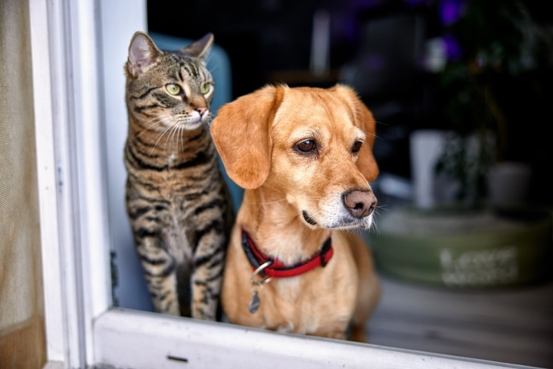 Chinese Startup Unveils Pet Translator with "95% Accuracy"