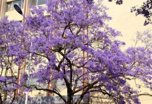 Jacaranda Trees Paint Kunming Purple