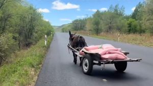 Man Stops to Check On Donkey Pulling Cart Unattended on Road