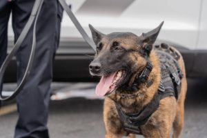 Police Dogs Find New Homes in Hong Kong