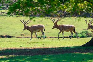 Record Numbers of Milu Deer Spotted in Hunan Province
