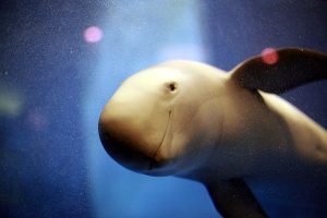 Wuhan Names Finless Porpoise as City's Mascot