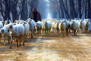 Ad for Shepherding Job Draws Applicants Keen to Escape Urban Pressures