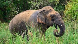 China's Oldest Captive Male Elephant Passes Away Aged 65