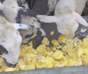 Chinese Fruit Seller Feeds Durians to Sheep