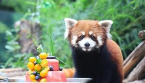 Chongqing Park Throws Fruit Feast for Red Pandas