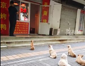 Five Dogs Line Up at Roast Duck Shop for Breakfast