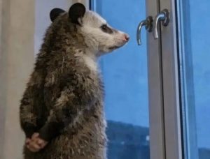 How Viral Opossum Memes Became a Voice for Young People