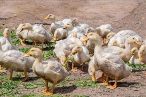 Local Residents Assist in Search for Ducks After Flooding in Hubei