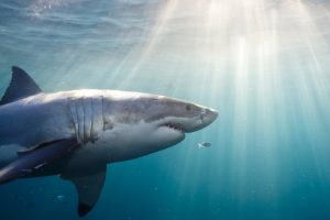 Man Bitten by Shark While Diving at Ocean Park