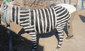 Shandong Park Draws Criticism for Painting Donkey to Look Like Zebra