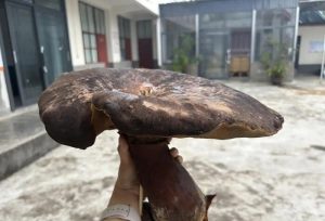 Two-Kilogram Mushroom Found in Yunnan