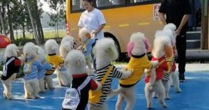 Woman Spends 1,650 USD a Month for Dog Kindergarten in China