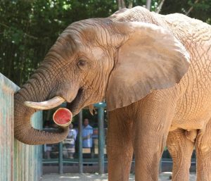 Zoo Serves Cold Treats to Animals to Beat the Heat