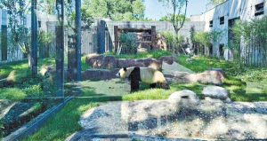 Beijing Zoo Completes Construction of New Panda Compound