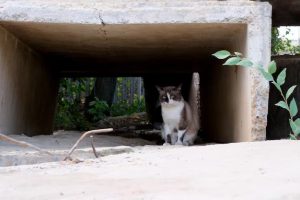 Cat Survives Tornado to be Reunited with Family