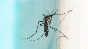 Chinese Mall Incentivises Mosquito Hunting with Milk Tea and Ice Cream