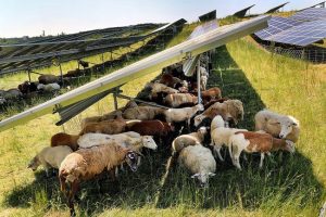 Herders Adopt New 'Photovoltaic Sheep' Model for Grazing