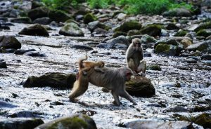 Monkeys Spotted Cooling-Off in Stream During Hunan Heatwave