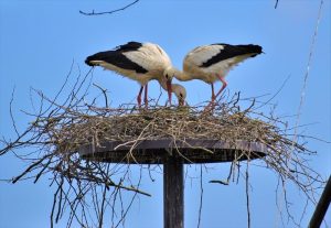 Artificial Nests Protect Birds and Power Lines in Qinghai Province