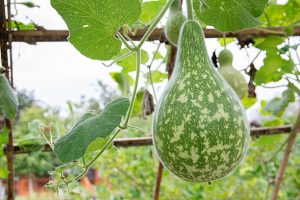 "Calabash Grandpa" Cuts Down Gourds to Get Away from Viral Fame