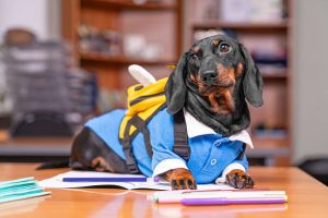 Chinese University Allows Students to Bring Pets to Class