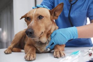 Dog Cancer Treatment Drug Enters Market in Taiwan