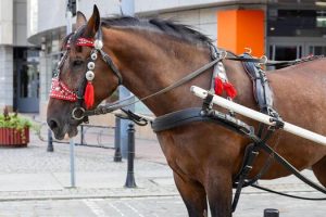 Horse Spotted Snacking on Workers Broom in Tianjin