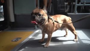Pet Bus Service Launched in Yangzhou