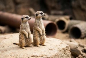 Retired School Principal Saves Tiny Zoo from Closure