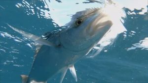 Young Man Catches 60-Kilogram Fish
