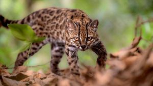 New Wildcat Species Discovered in Bolivia