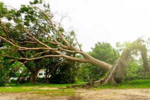 Over 600-Year-Old Tree Rescued After Heavy Rains in Fujian